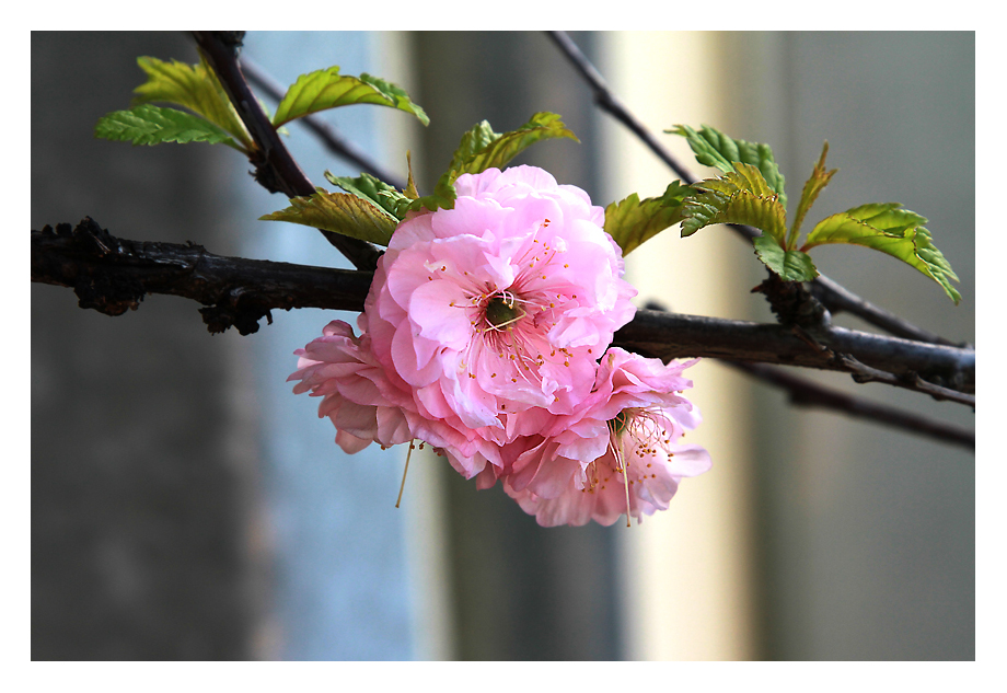 Es wird Frühling