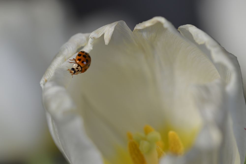 Es wird Frühling