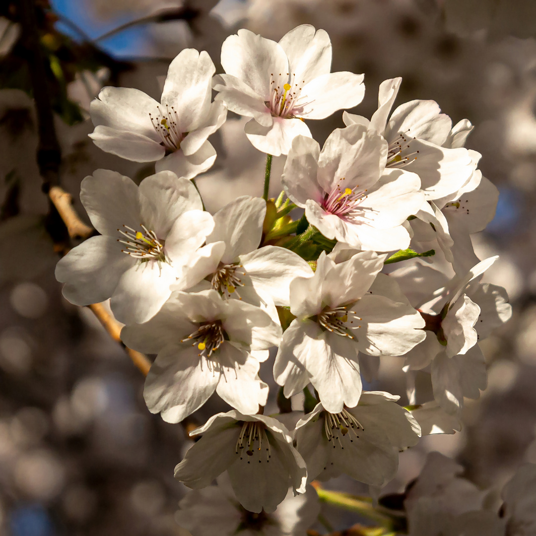 Es wird Frühling