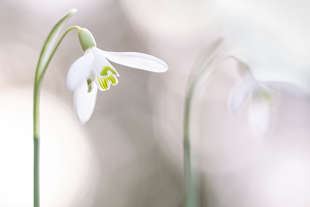 Es wird Frühling