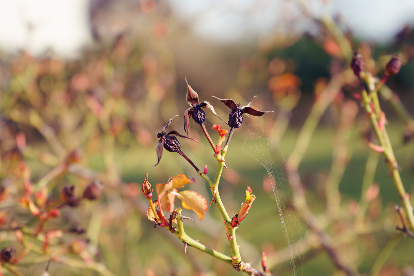 Es wird Frühling