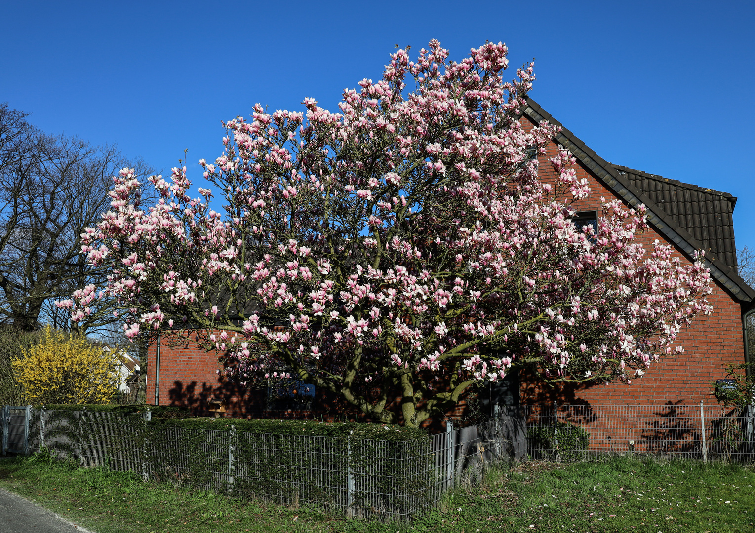 ...es wird Frühling !!