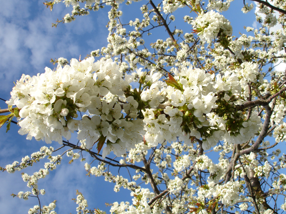 Es wird Frühling