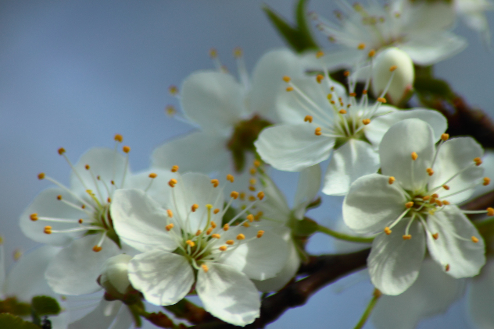 Es wird Frühling!