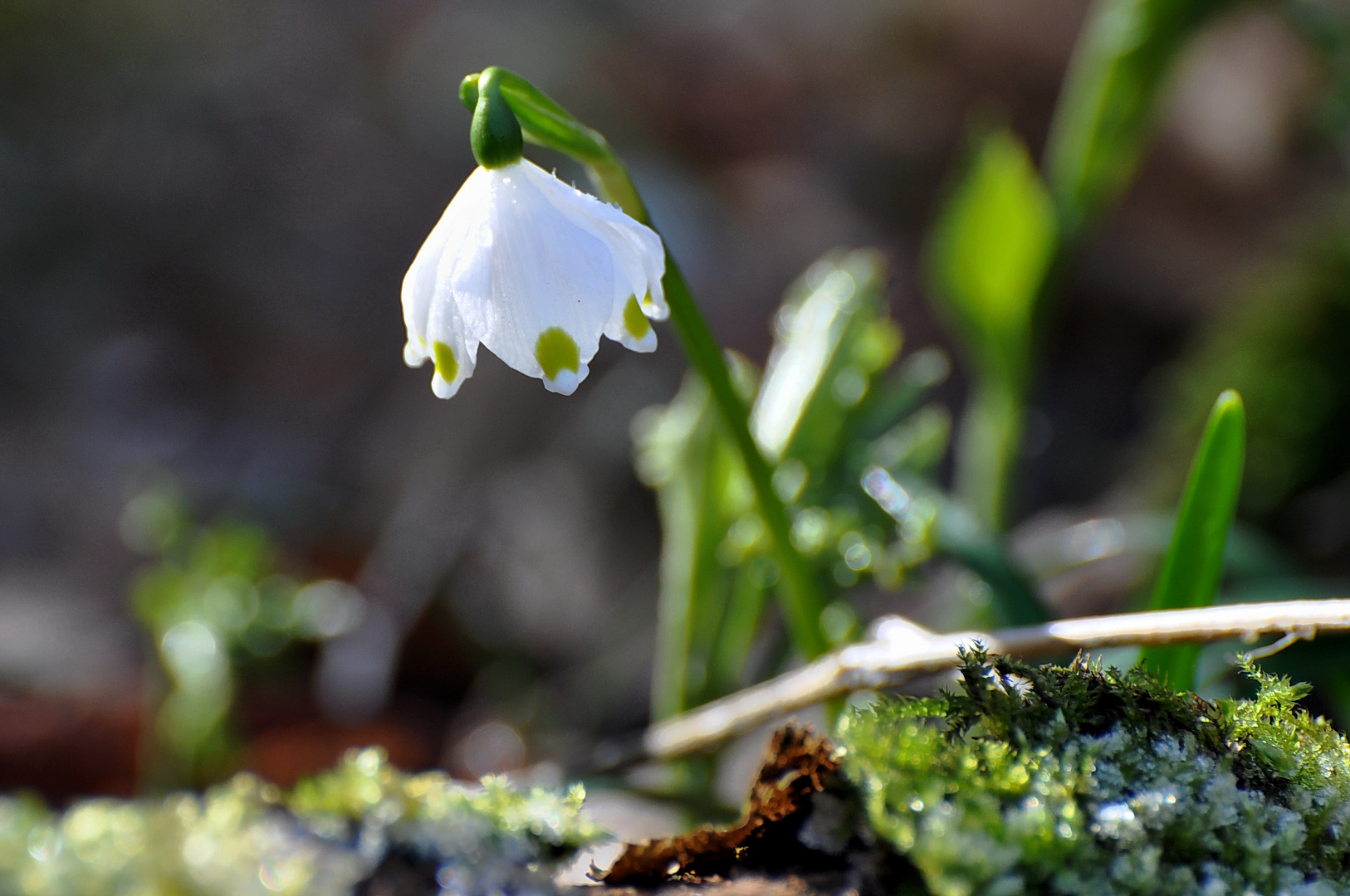 Es wird Frühling