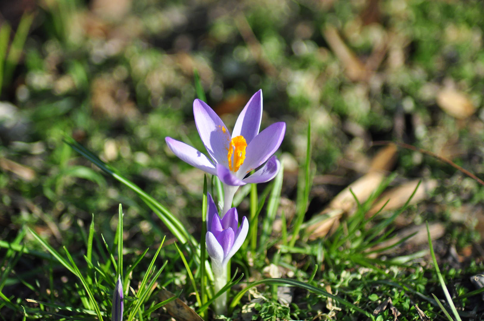 Es wird Frühling !