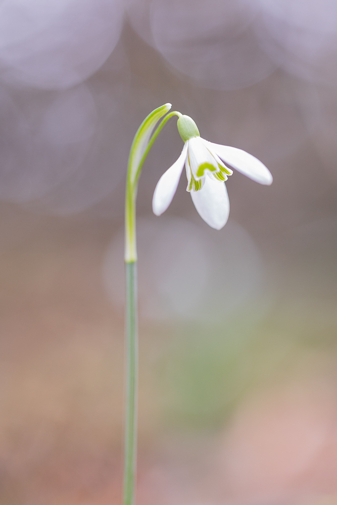 Es wird Frühling