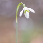 Es wird Frühling