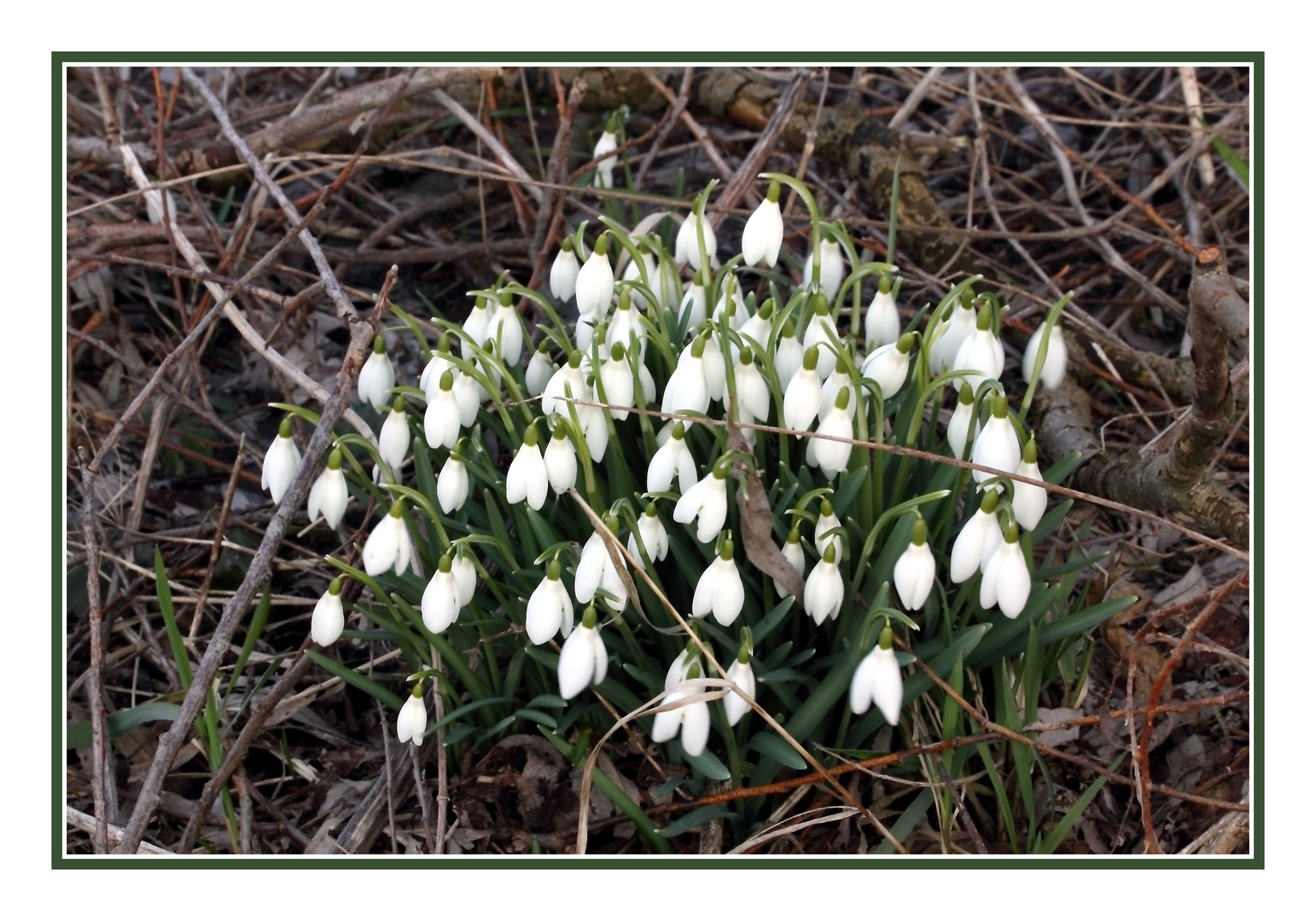 Es wird Frühling