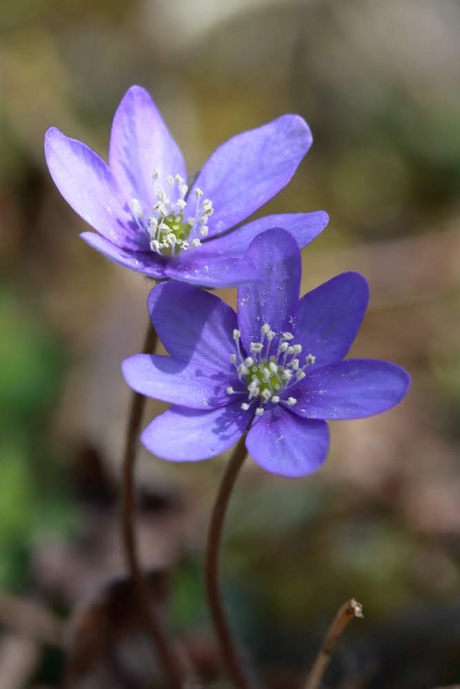 Es wird Frühling