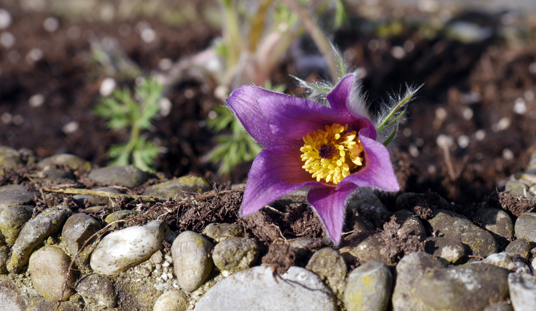 Es wird Frühling