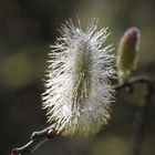 Es wird Frühling