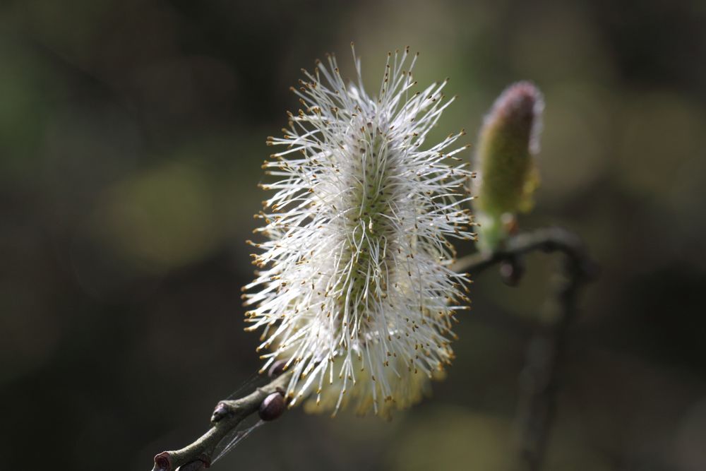 Es wird Frühling