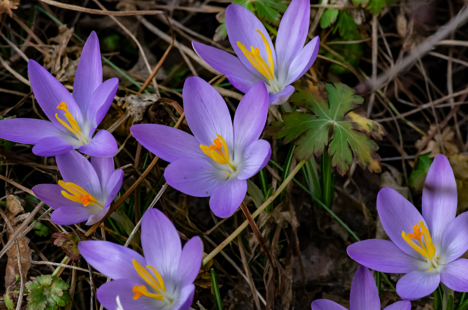 Es wird Frühling!