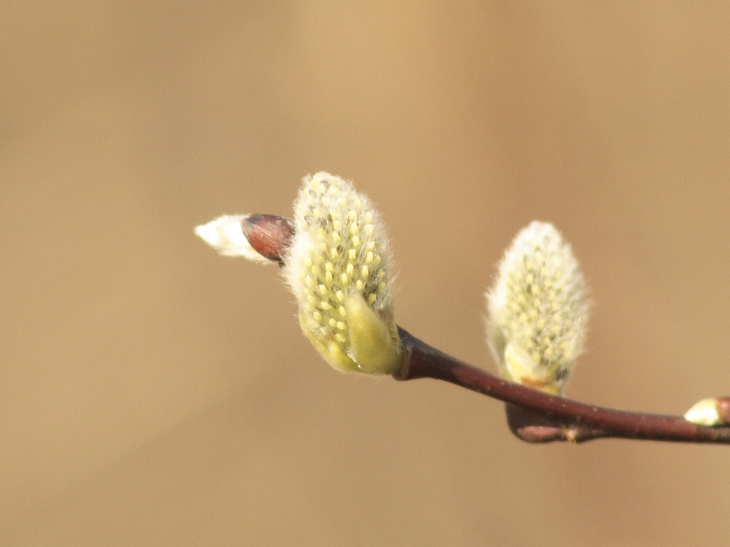 Es wird Frühling