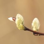 Es wird Frühling