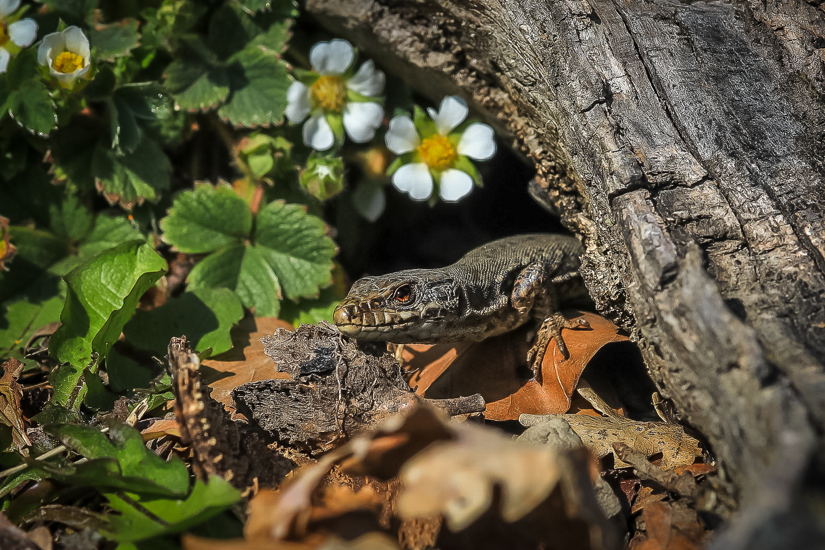 es wird Frühling