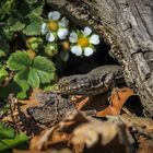 es wird Frühling