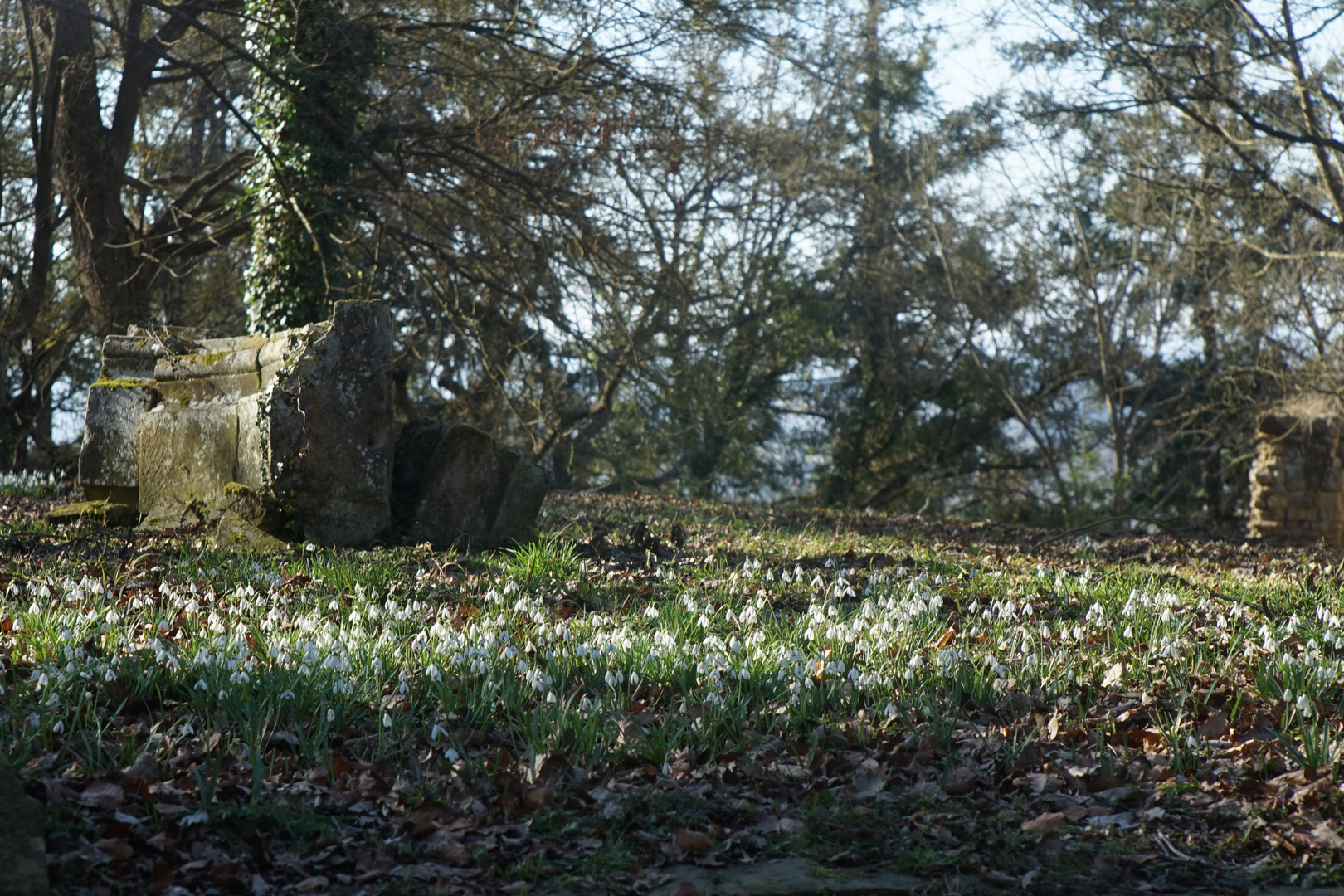 es wird Frühling am Disibodenberg