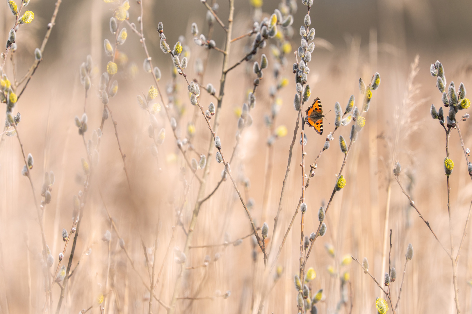 es wird Frühling am Federsee