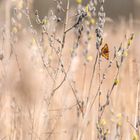 es wird Frühling am Federsee