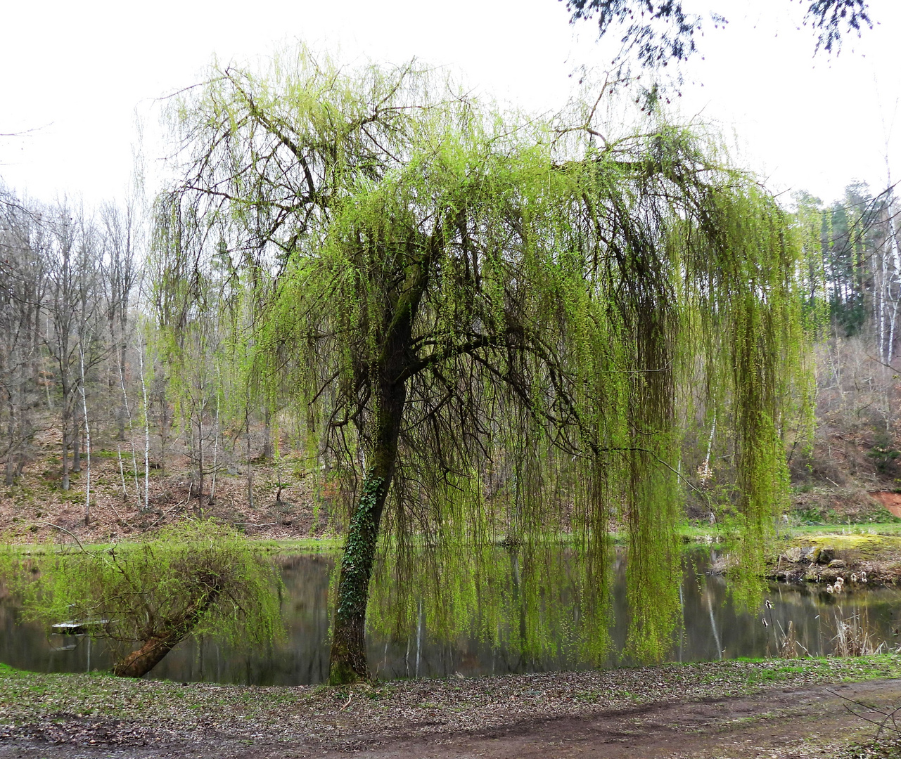 Es wird Frühling am Weiher