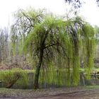 Es wird Frühling am Weiher