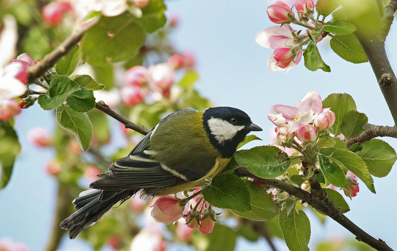 Es wird Frühling