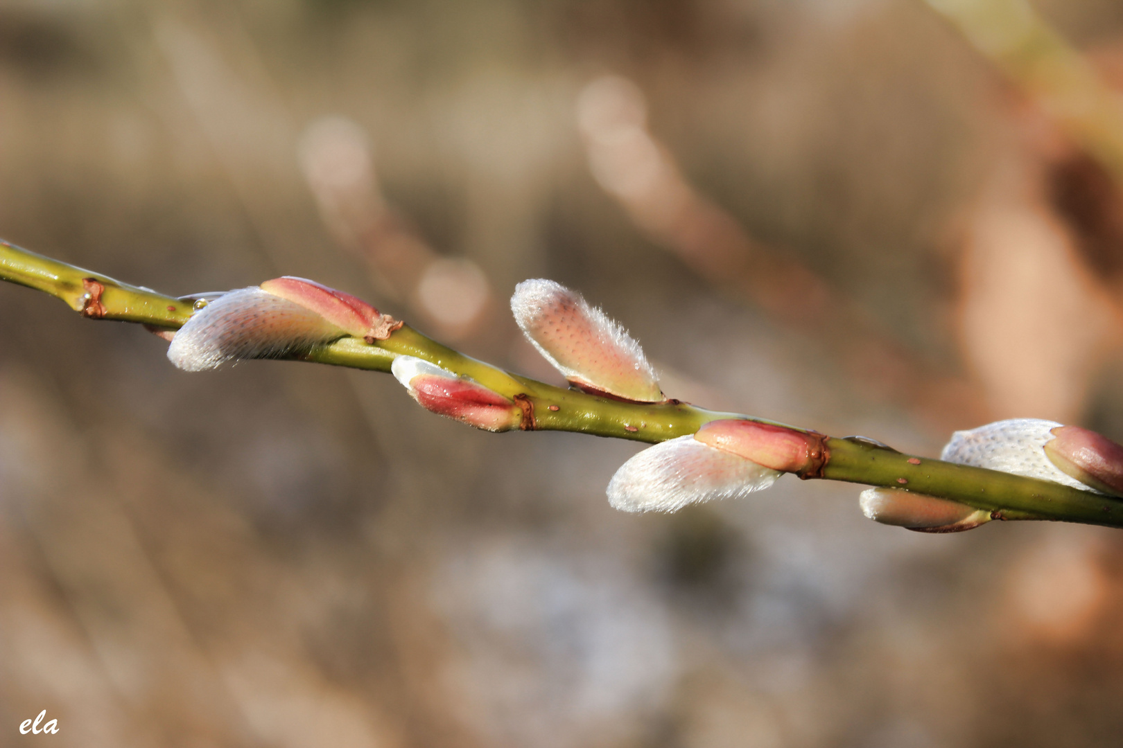 Es wird Frühling