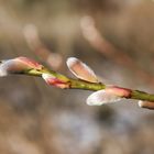 Es wird Frühling