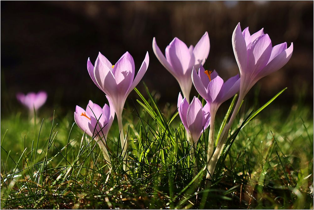 Es wird Frühling...