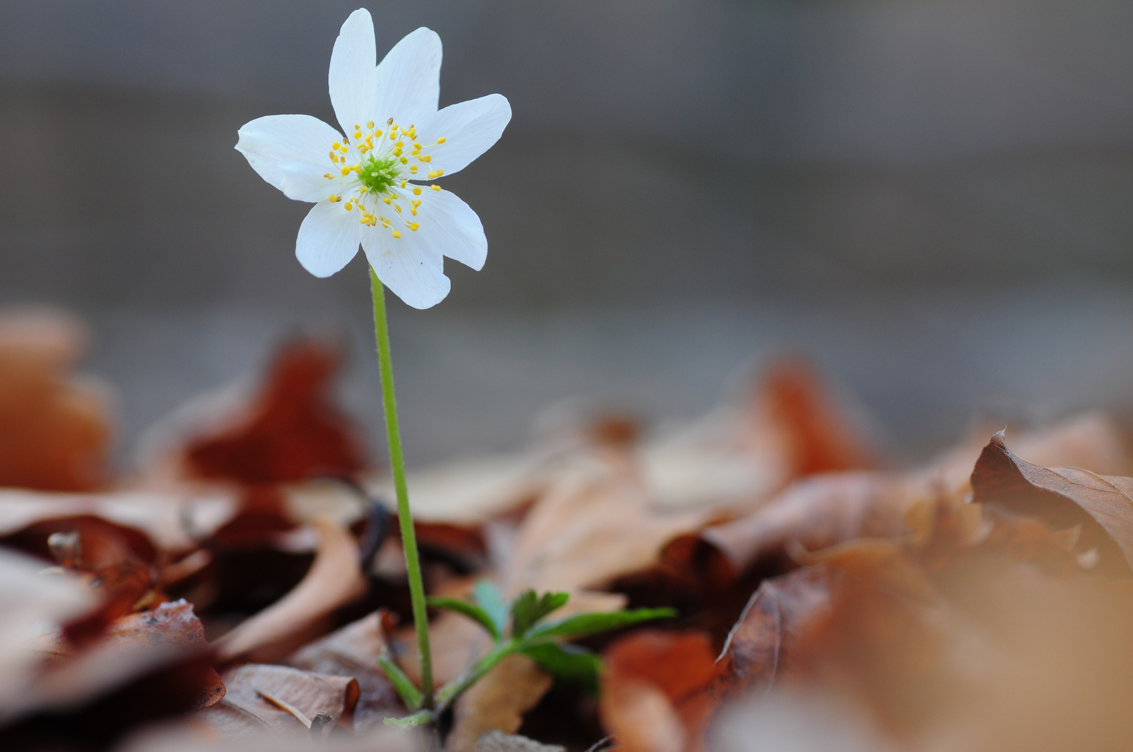 Es wird Frühling! (Buschwindröschen aufgenommen 28.11.11!)