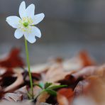 Es wird Frühling! (Buschwindröschen aufgenommen 28.11.11!)