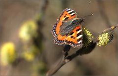 es wird frühling