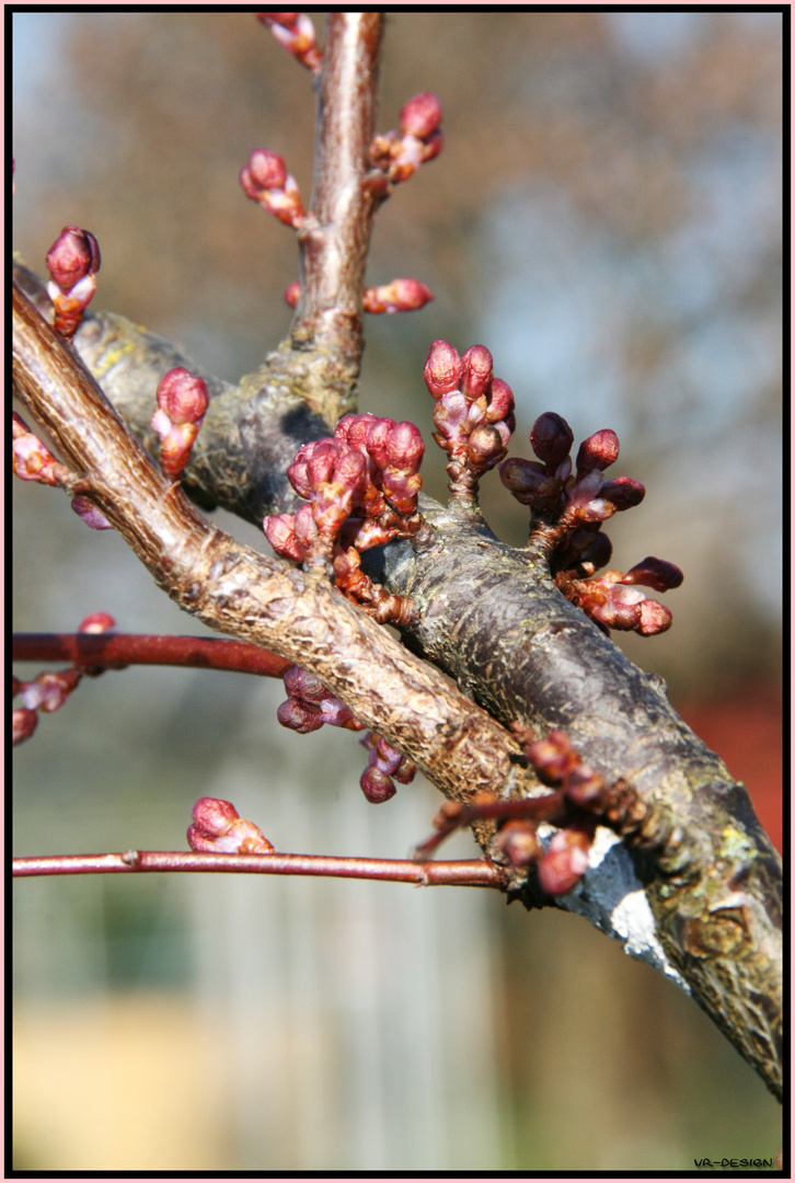 Es wird Frühling !