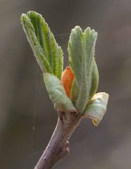 Es wird Frühling