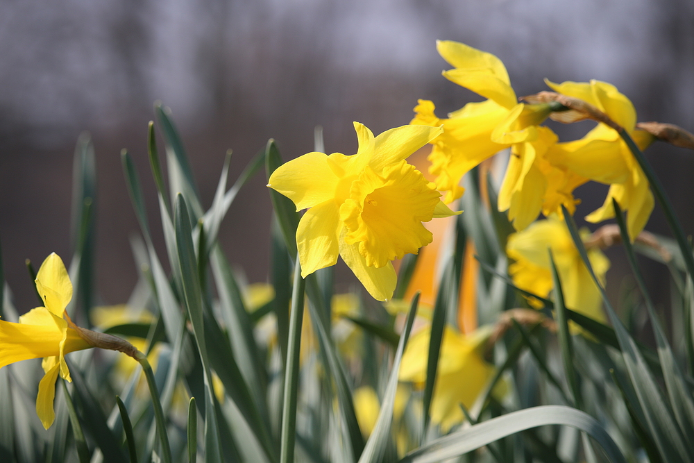 es wird Frühling