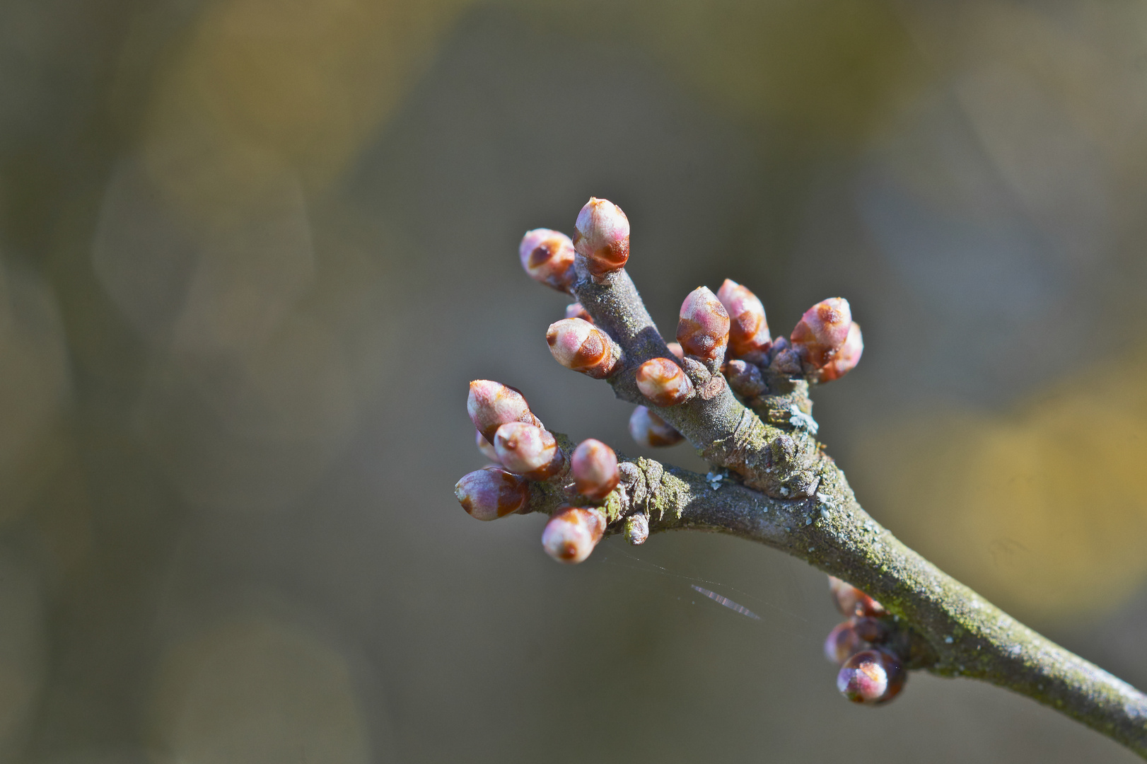 Es wird Frühling