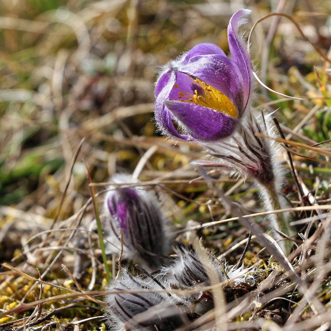 Es wird Frühling!