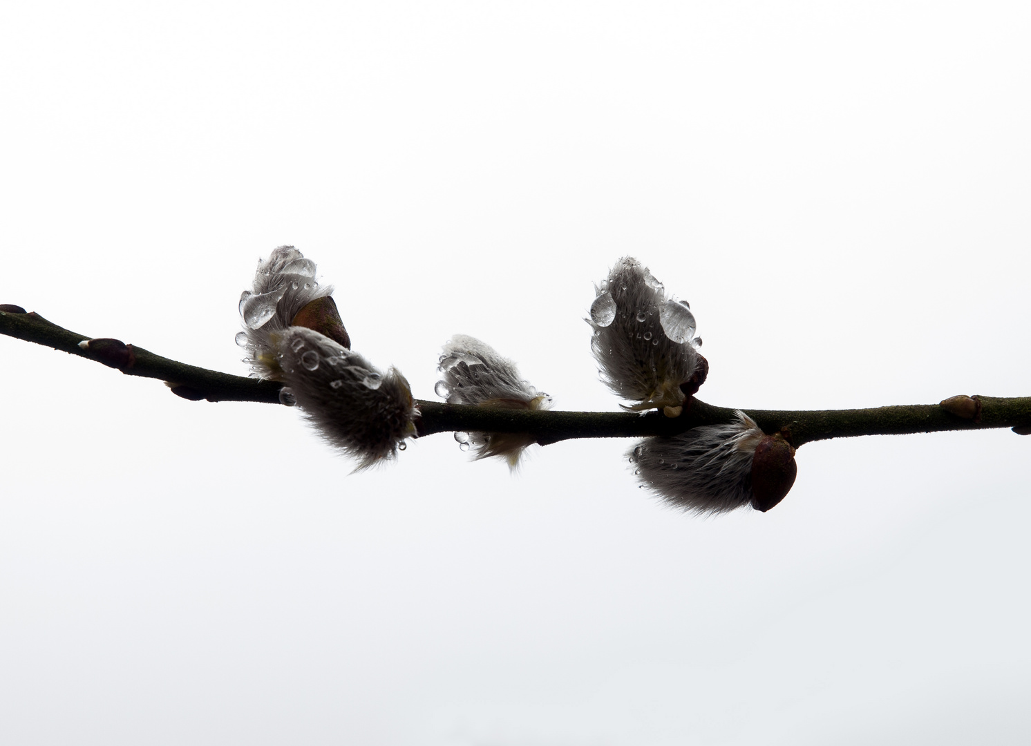 Es wird Frühling