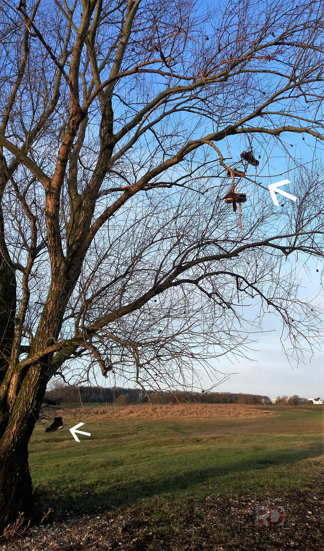 Es wird Frühling, die Bäume schlagen aus