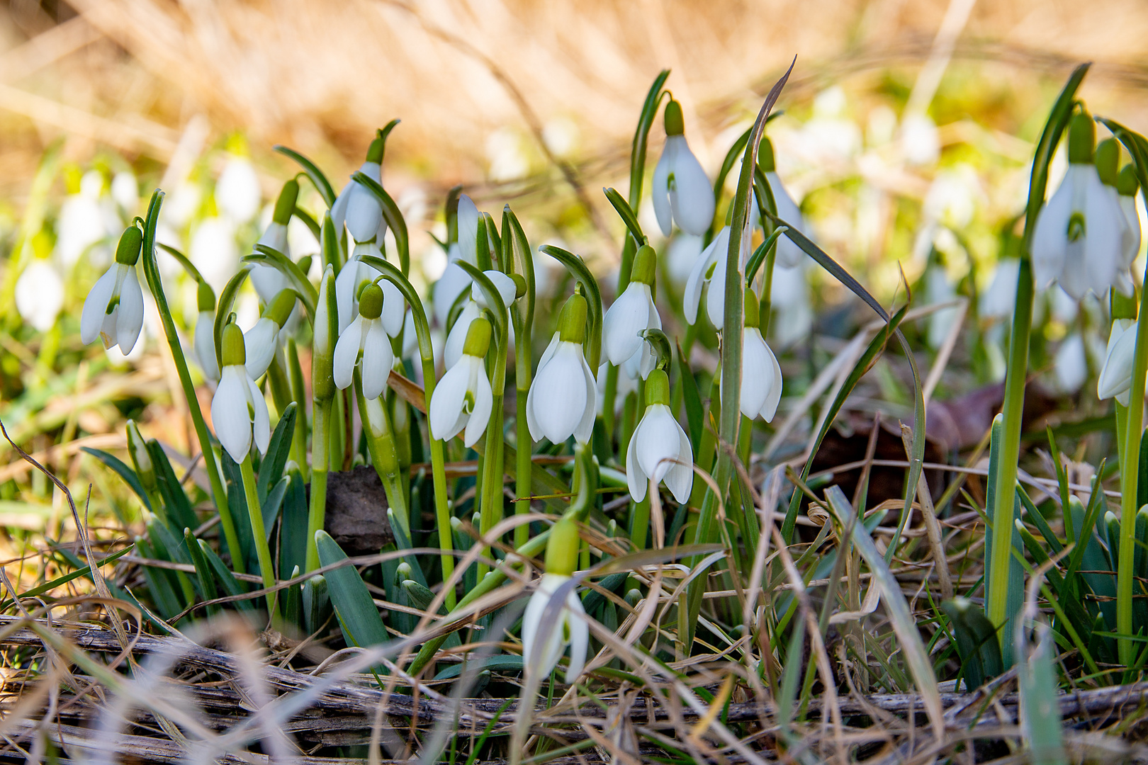 Es wird Frühling - die ersten Schneeglöckchen 