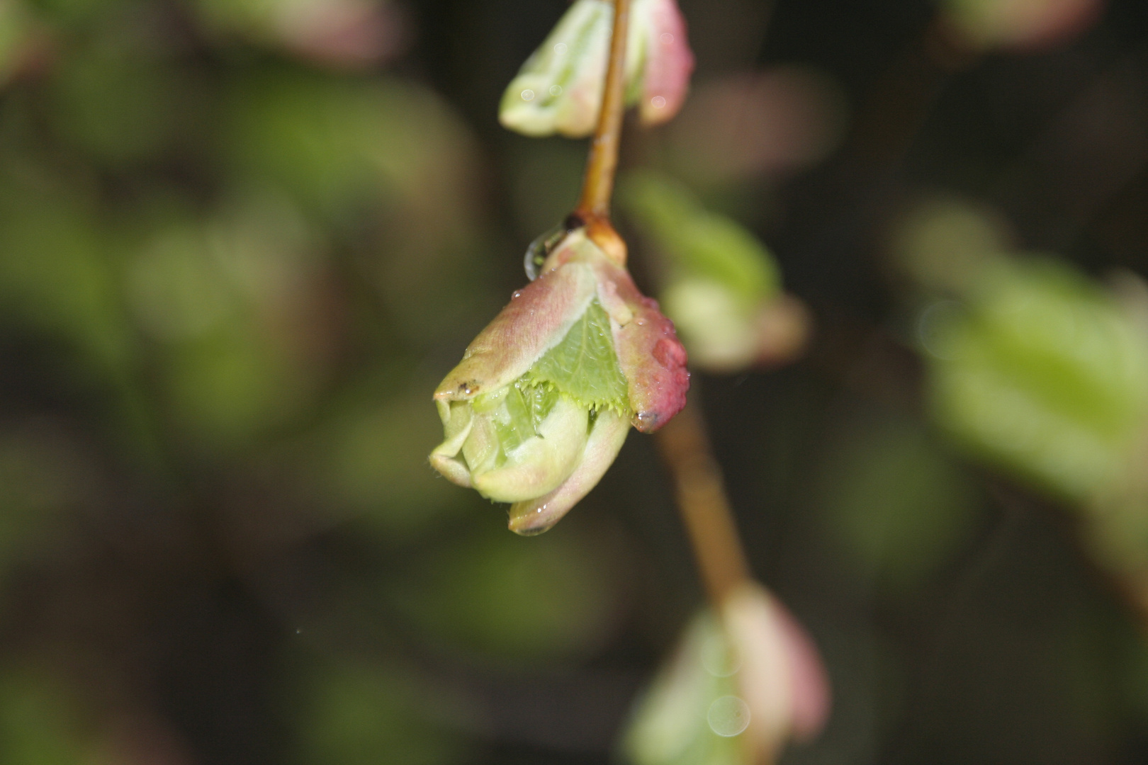 Es wird Frühling