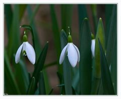 es wird Frühling