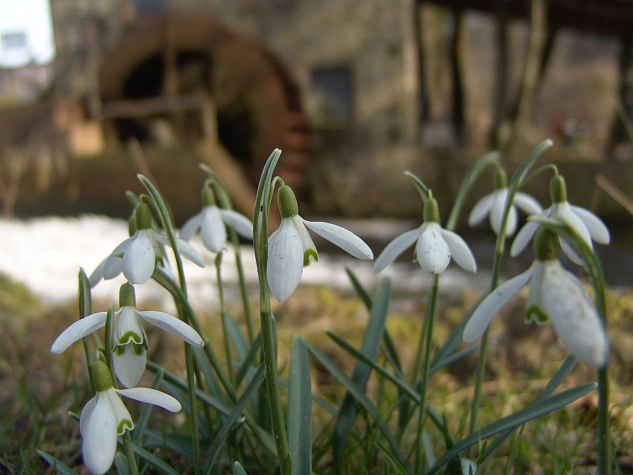 Es wird Frühling