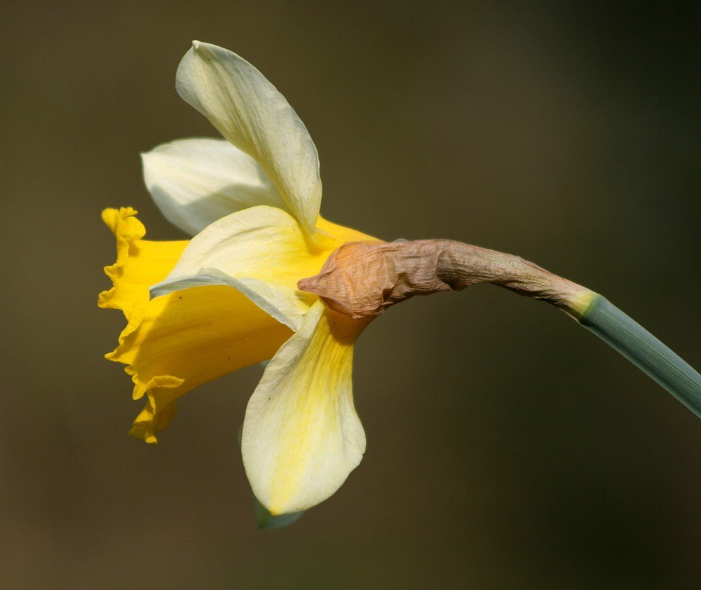 Es wird Frühling