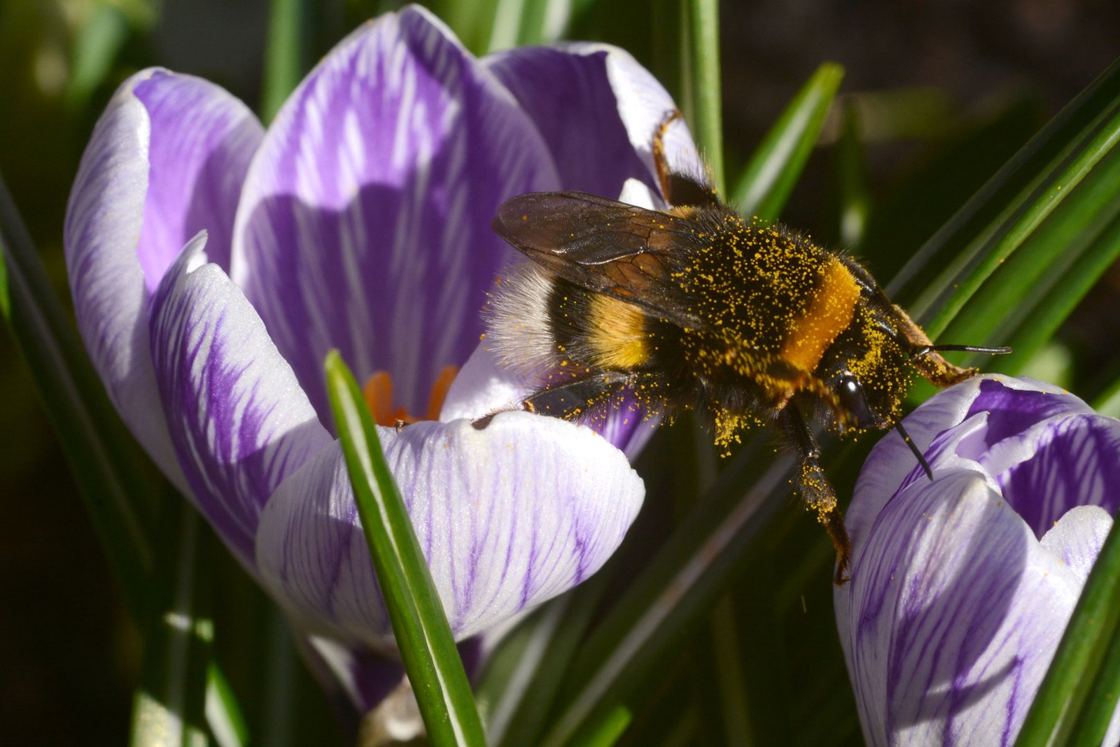 Es wird Frühling: Eine Hummel klettert bestäubt im Krokus