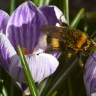 Es wird Frühling: Eine Hummel klettert bestäubt im Krokus