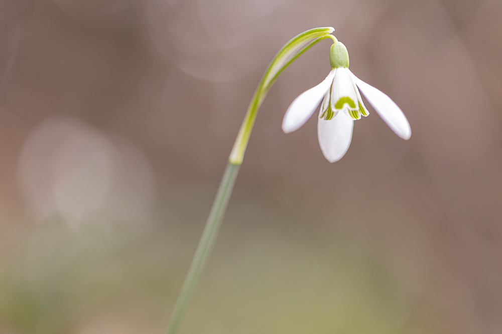 Es wird Frühling