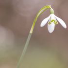 Es wird Frühling